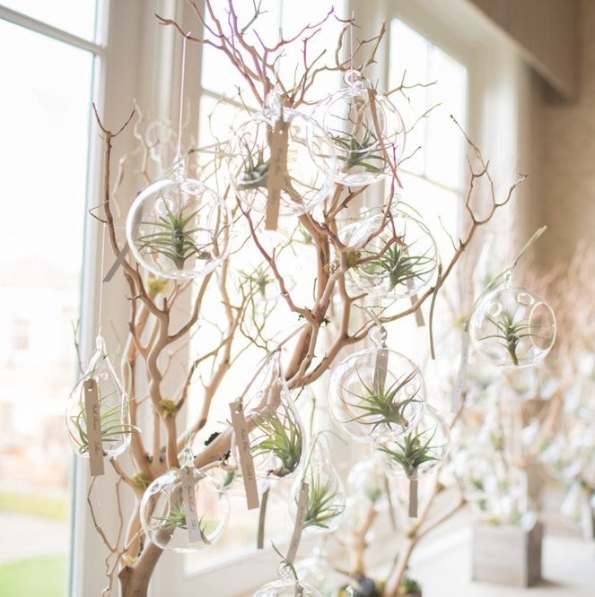 terrarios colgantes (pack 4)