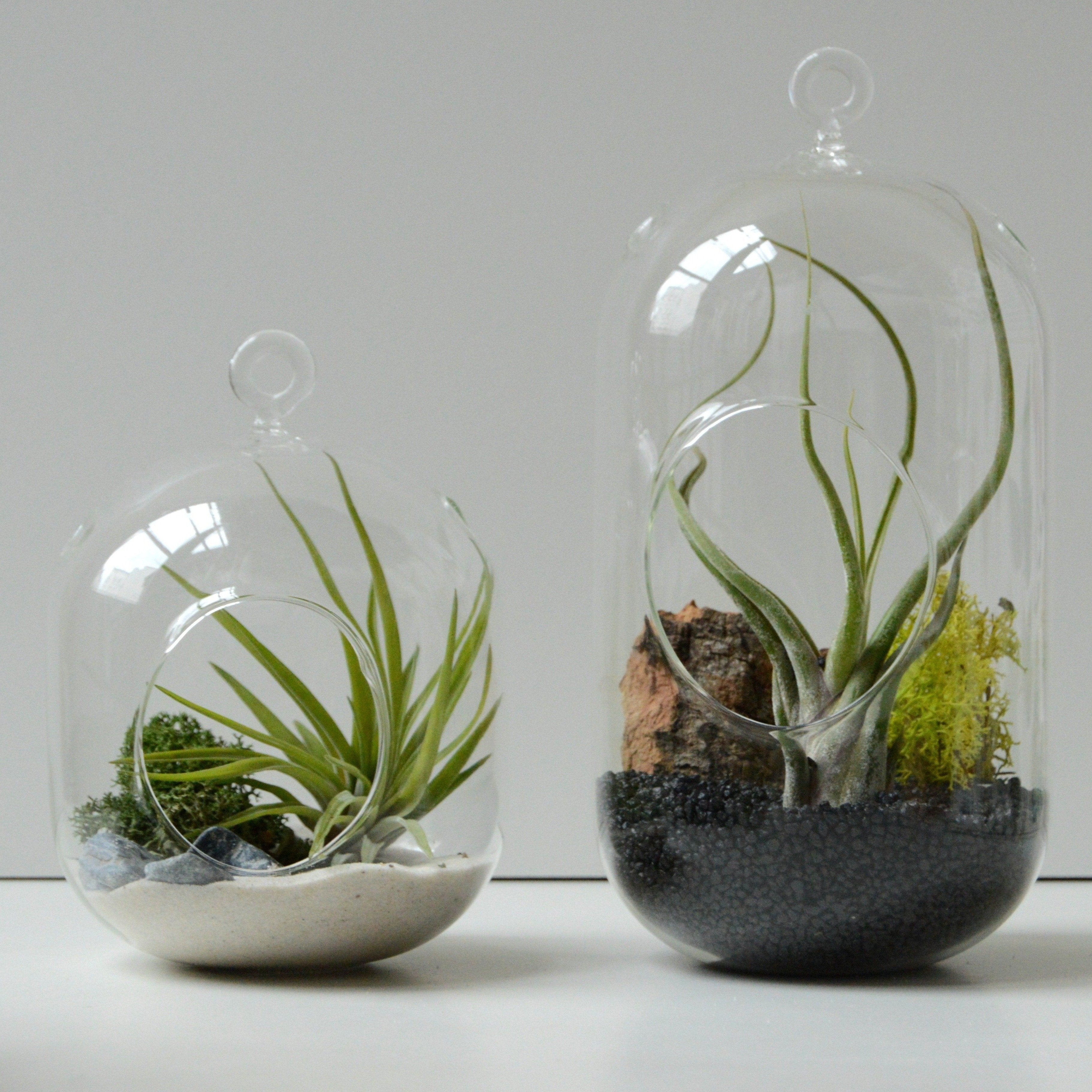 dos terrarios colgantes de cristal, con planta epífita tillandsia multiflora y clavel del aire caput medusae