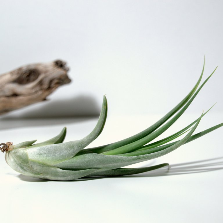 planta tillandsia caput medusae