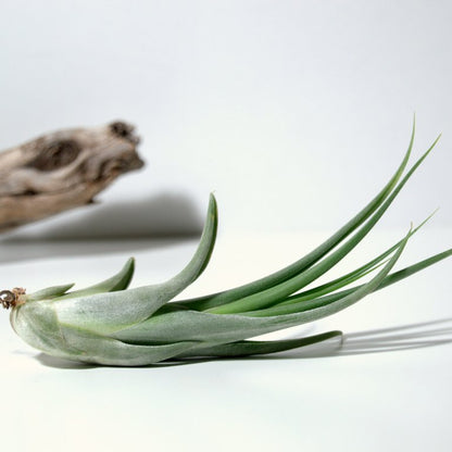 planta tillandsia caput medusae