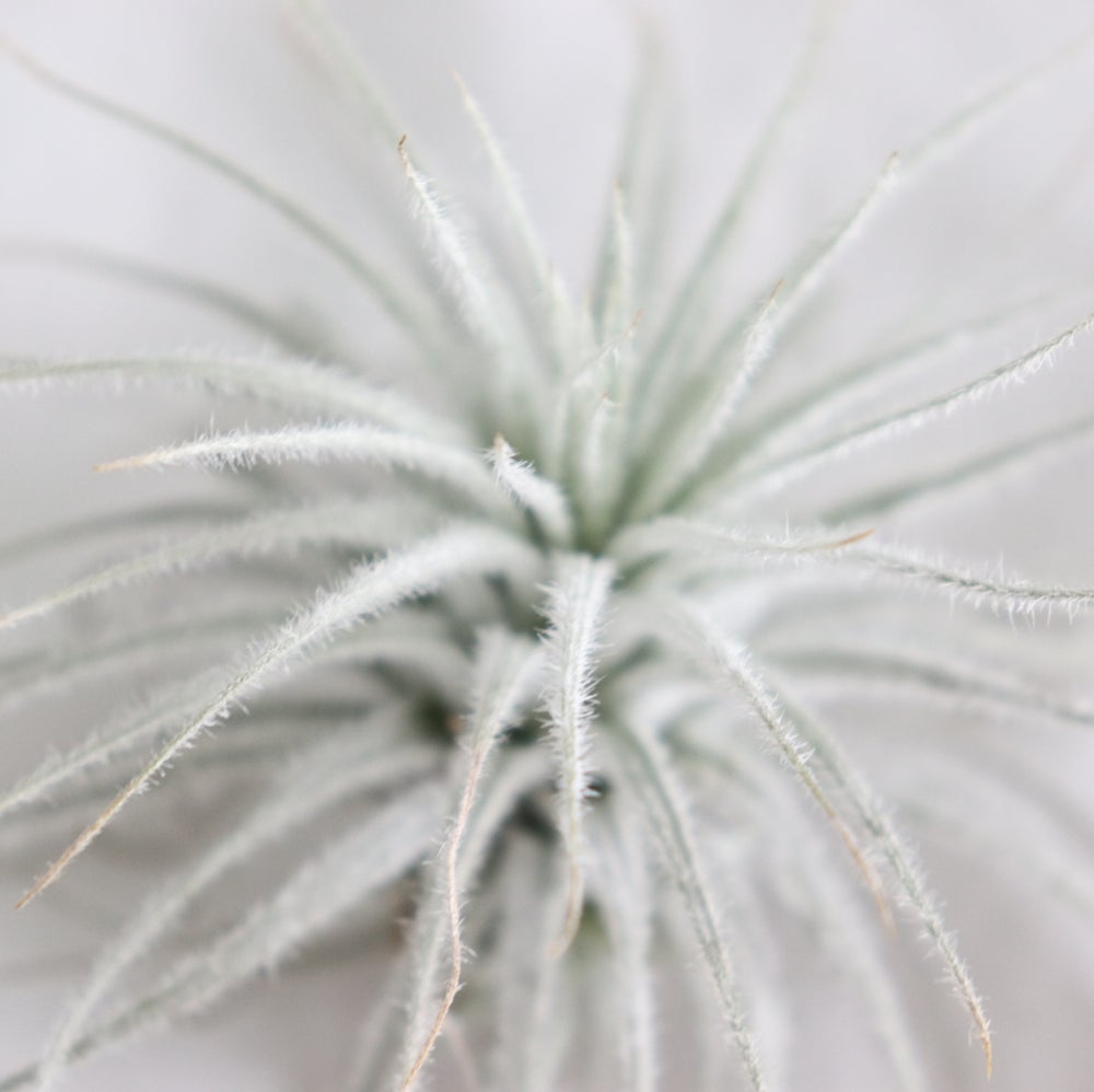 detalle hojas planta tillandsia tectorum snow