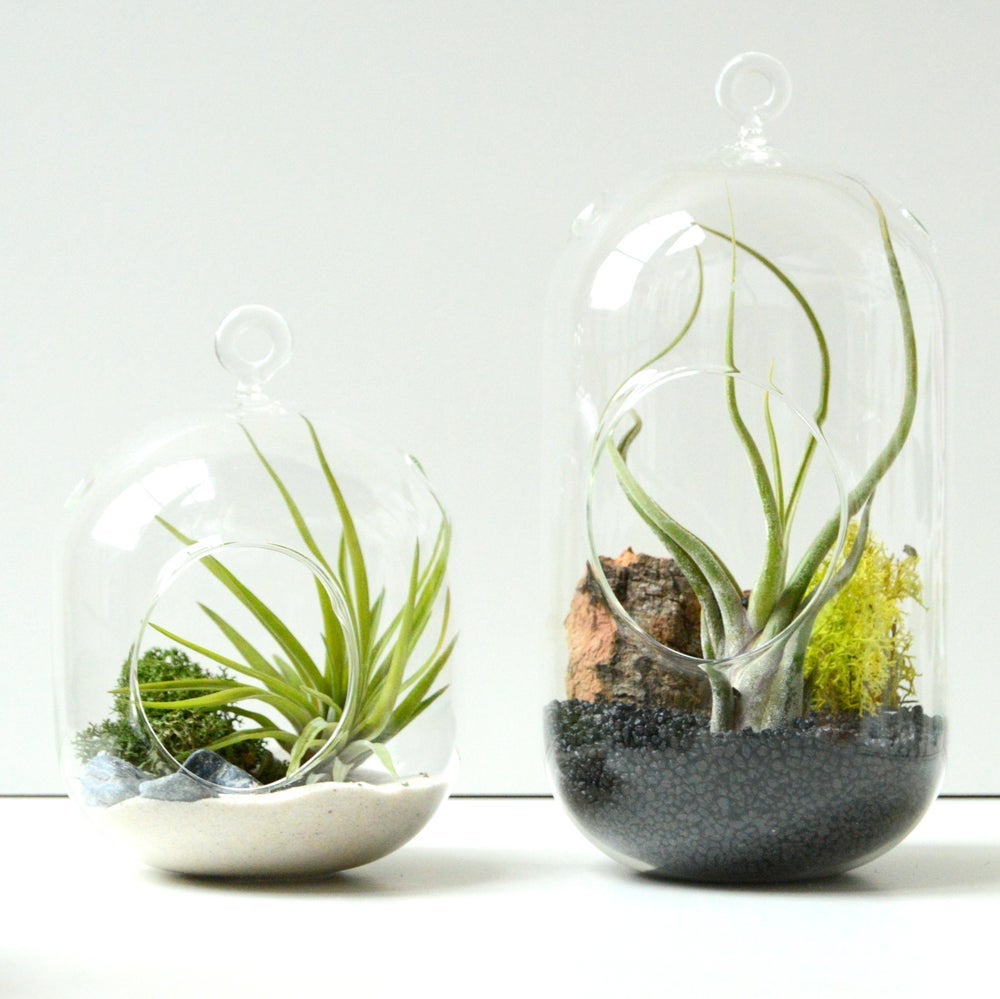 Capsula 0001