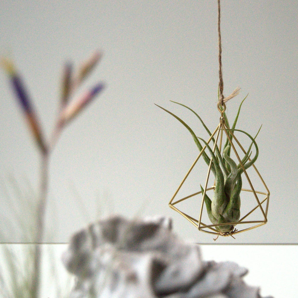 caput medusae tillandia colgante colgador de latón
