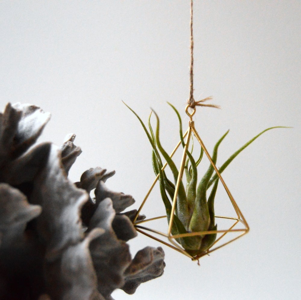 planta colgante tillandsia caput medusae estructura latón colgante pequeño