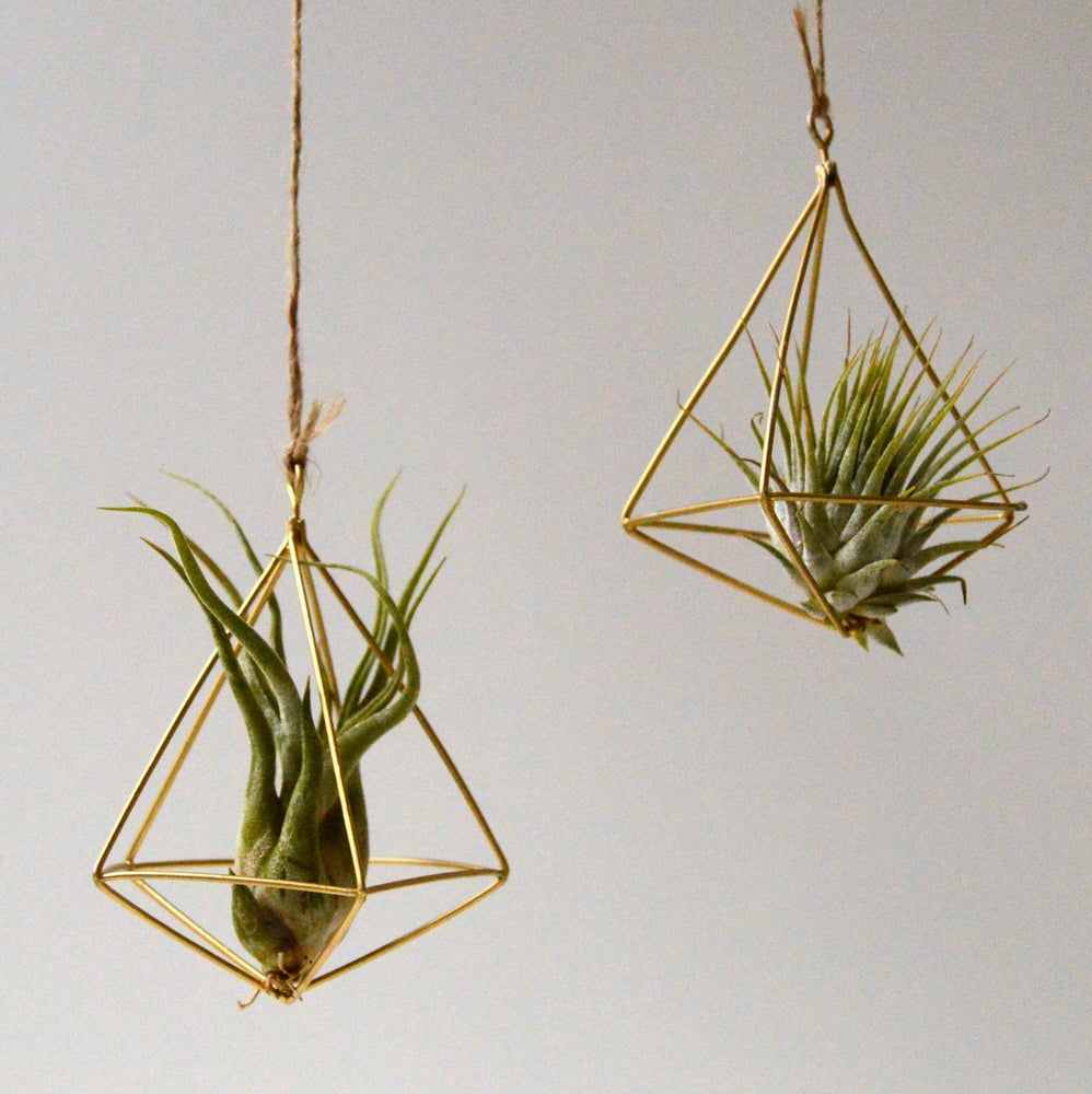 dos colgadores para planta colgante tillandsia ionantha y tillandsia caput medusae