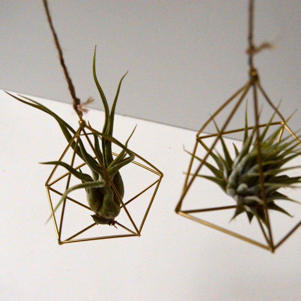 dos colgadores para planta colgante tillandsia ionantha y tillandsia caput medusae