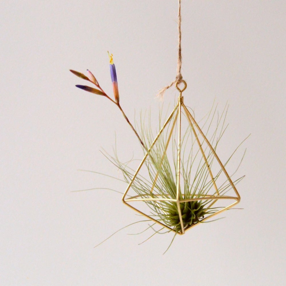 colgador geometrico regalo original tillandsia argentea