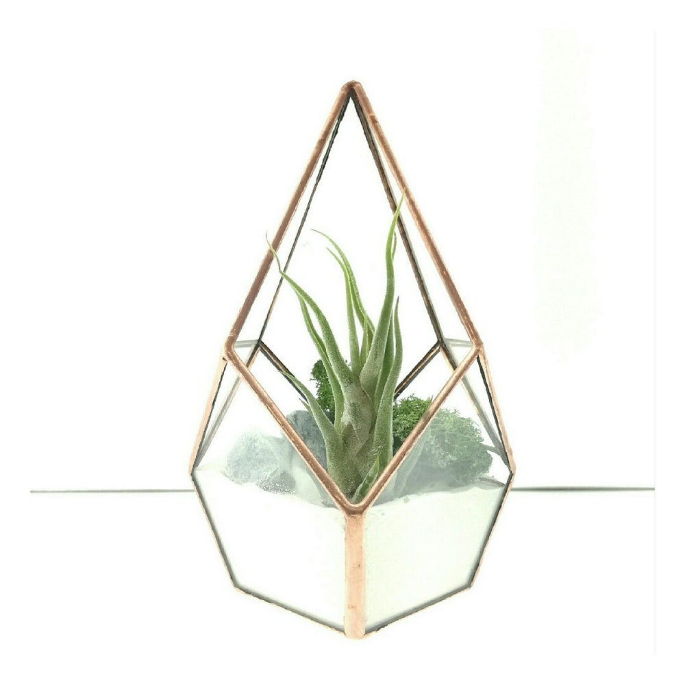 terrario geometrico cristal y metal de plantas de aire, planta aerea tillandsia caput medusae, regalo original