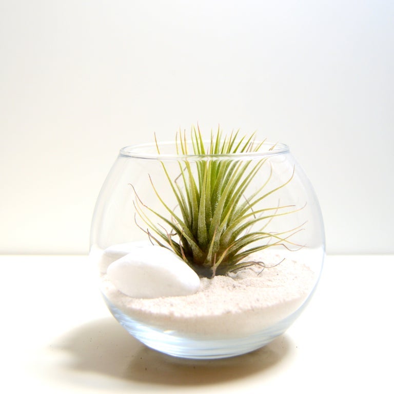 terrario minimalista pequeño planta tillandsia ionantha clavel del aire