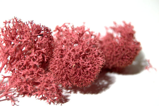 Liquen magenta
