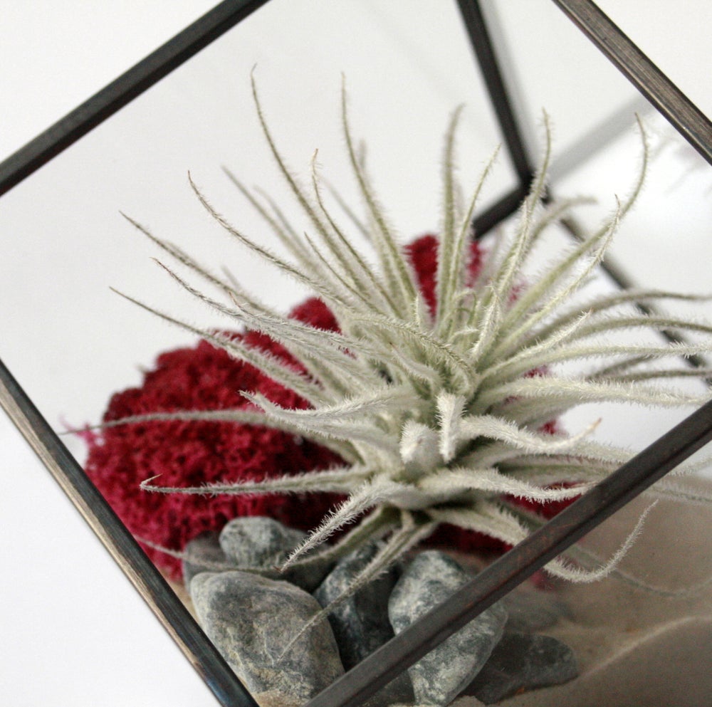 detalle planta de aire tillandsia snow, terrario geometrico forma de cubo ideal para regalo original