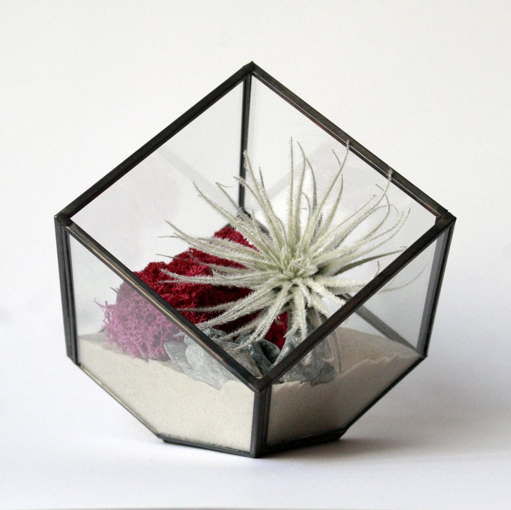 tillandsia snow, terrario geometrico forma de cubo ideal para regalo original