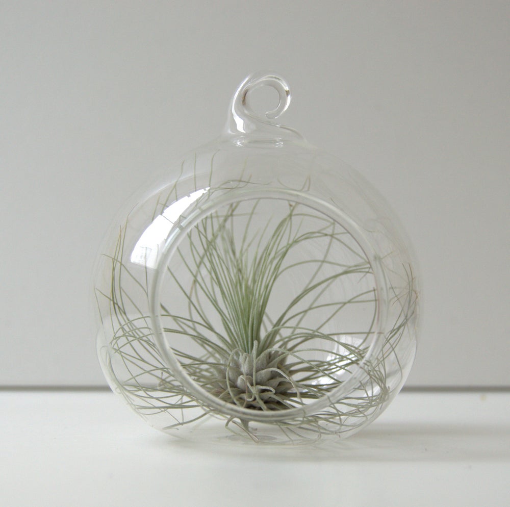 mini terrario planta tillandsia argentea decoracion y regalo