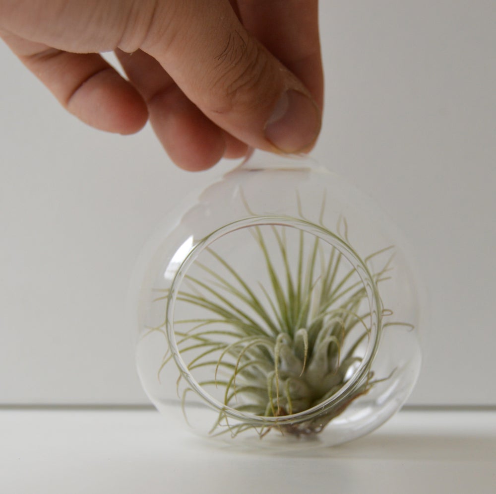 terrario mini colgantes de cristal con planta de aire en el interior, planta tillandsia ionantha sin tierra