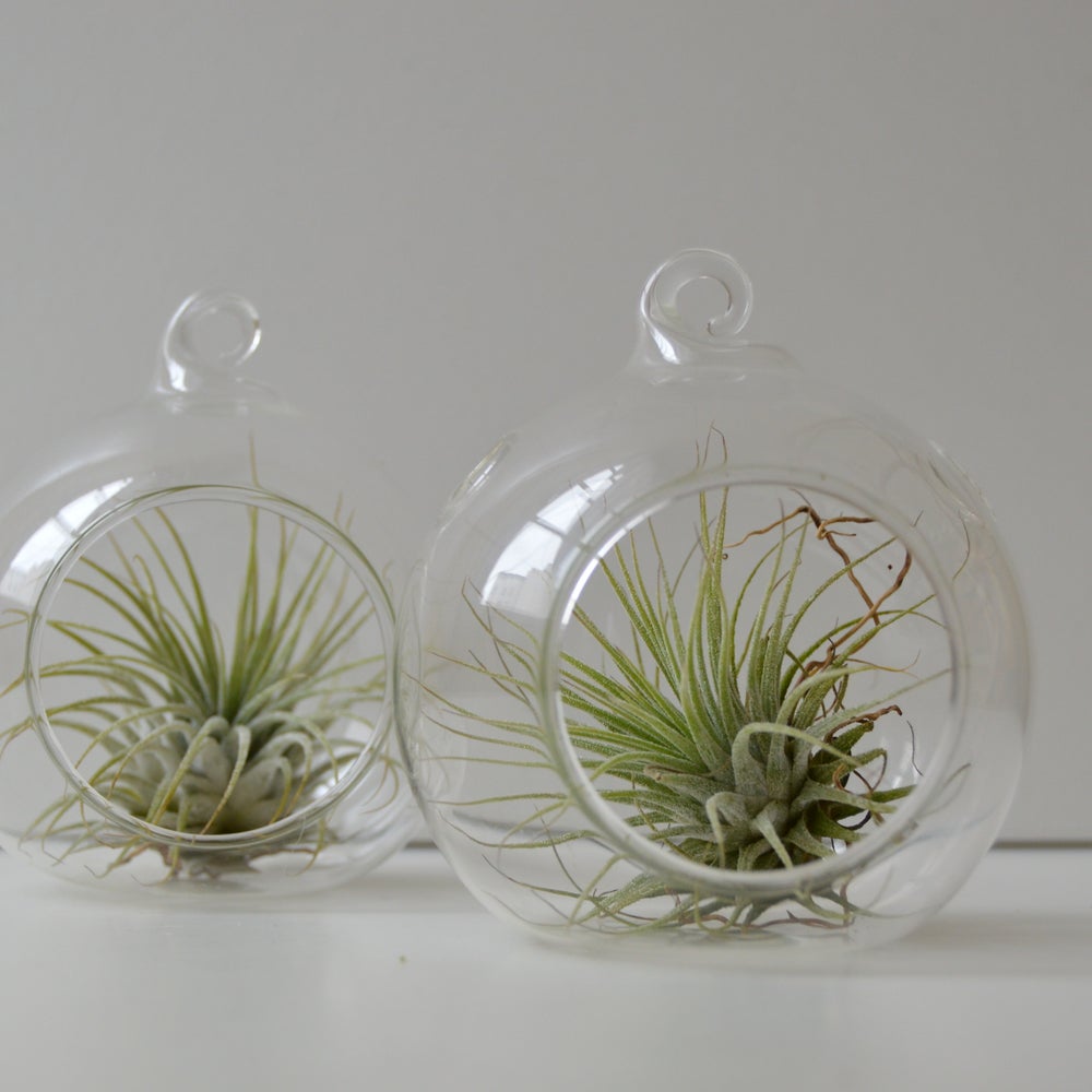 dos terrarios mini colgantes de cristal con planta de aire en el interior, planta tillandsia ionantha sin tierra