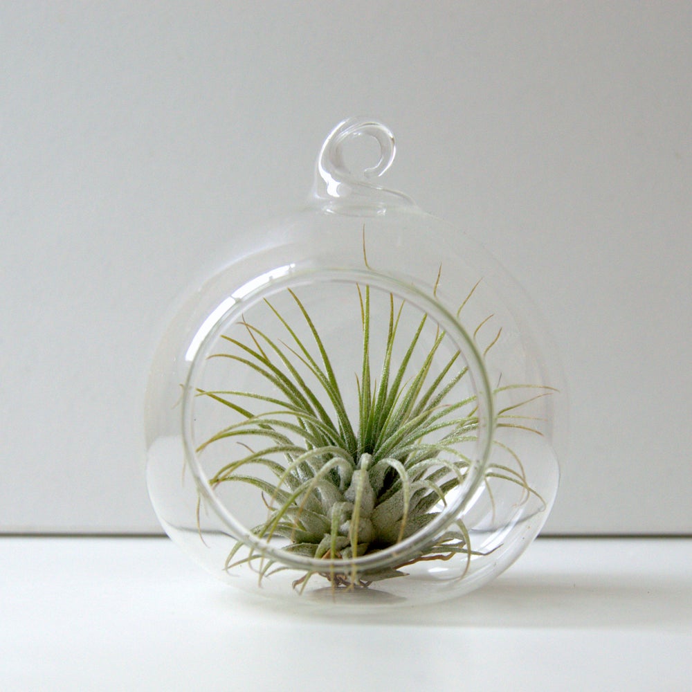 mini terrarium, terrario colgante con tillandsia ionantha minimalista