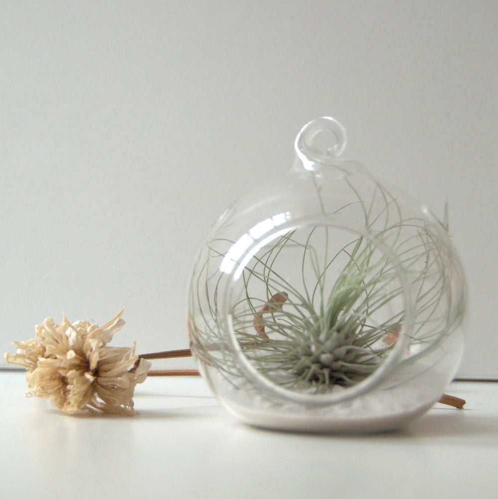 mini terrario planta tillandsia argentea decoracion y regalo original