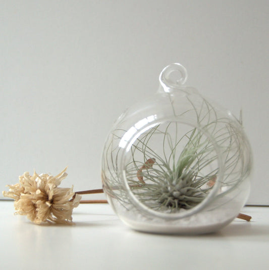 mini terrario planta tillandsia argentea decoracion y regalo original