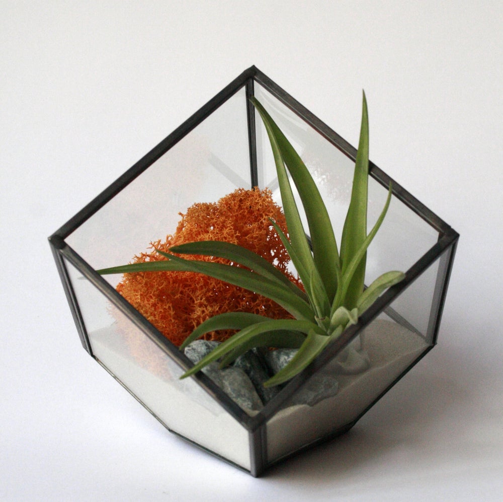 terrario geometrico de cristal y metal con forma de cubo, composición con arena, liquen de islandia mosaza y amarillo y planta multiflora, planta que vive sin tierra ideal para regalo o como detalle de empresa y decoración del hogar o trabajo
