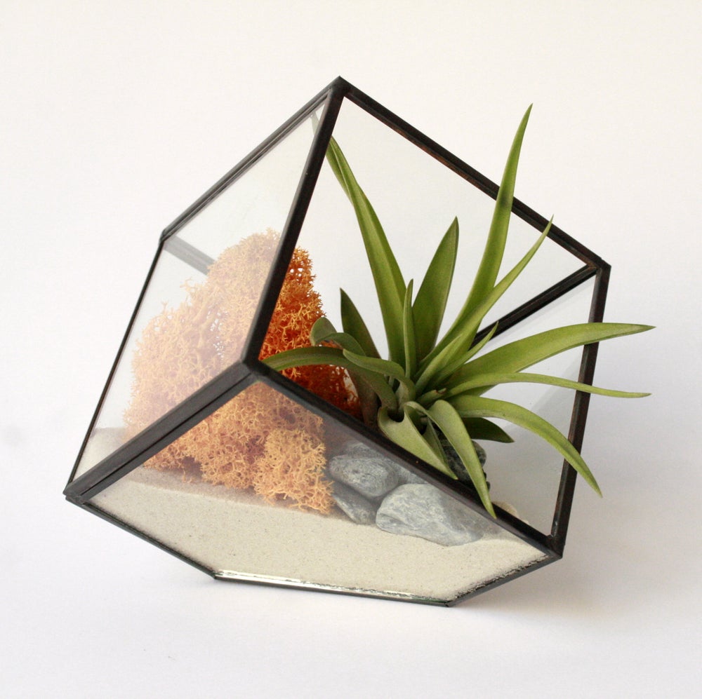 terrario geometrico de cristal y metal con forma de cubo, composición con arena, liquen de islandia mosaza y amarillo y planta multiflora, planta que vive sin tierra ideal para regalo o como detalle de empresa y decoración del hogar o trabajo