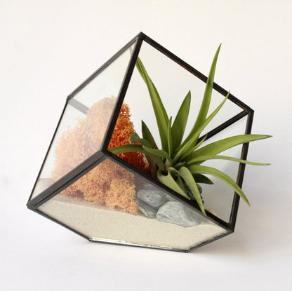 terrario geometrico de cristal y metal con forma de cubo, composición con arena, liquen de islandia mosaza y amarillo y planta multiflora, planta que vive sin tierra ideal para regalo o como detalle de empresa y decoración del hogar o trabajo