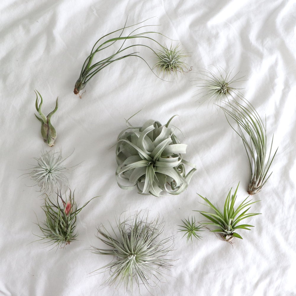 plantas premium tillandsia pack ahorro de plantas que viven sin tierra para regalar. Xerographica, juncea, butzi, ionantha, argentea, multiflora, plantas con flor, pruinosa con flor. Plantas epifitas, no necesitan tierra, plantas perfectas para regalo, plantas de aire baratas, packs de planta al mejor precio