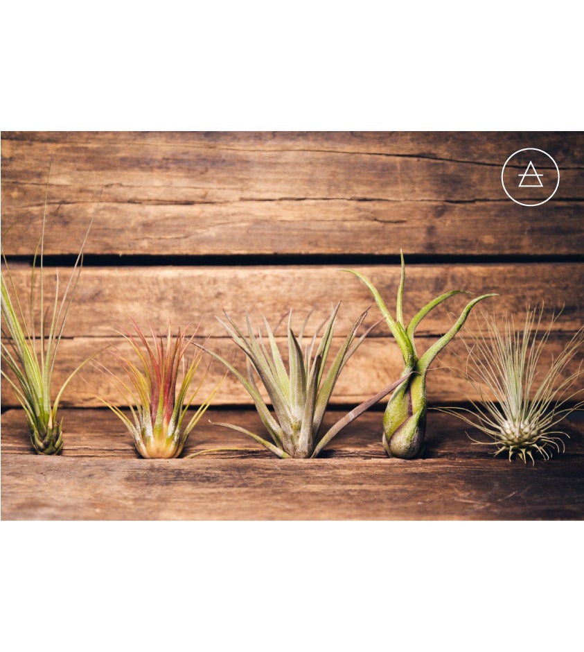 pack ahorro cinco plantas de aire baratas y economicas: juncea, tillandsia ionantha, multilfora, caput medusae, argentea, plantas epífitas, clavel del aire, planta original para regalo