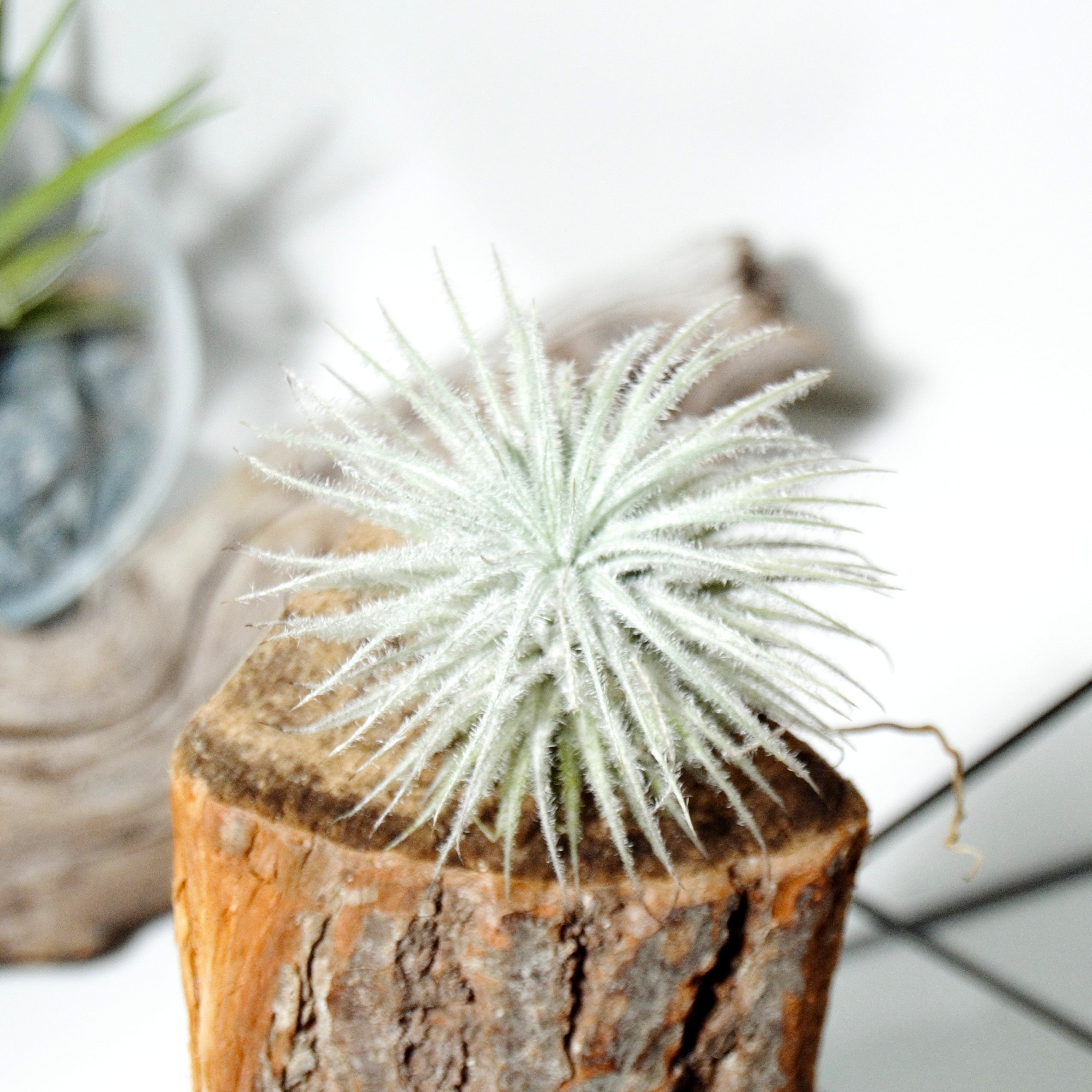 tillandsia tectorum snow sobre madera natural