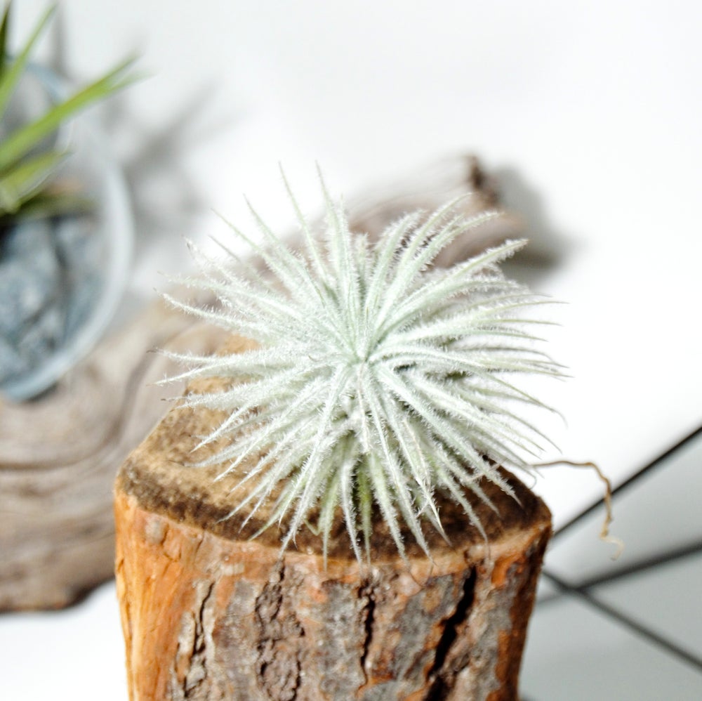 tillandsia snow, planta de aire tectorum sobre tronco de madera. planta epífita que vive sin tierra