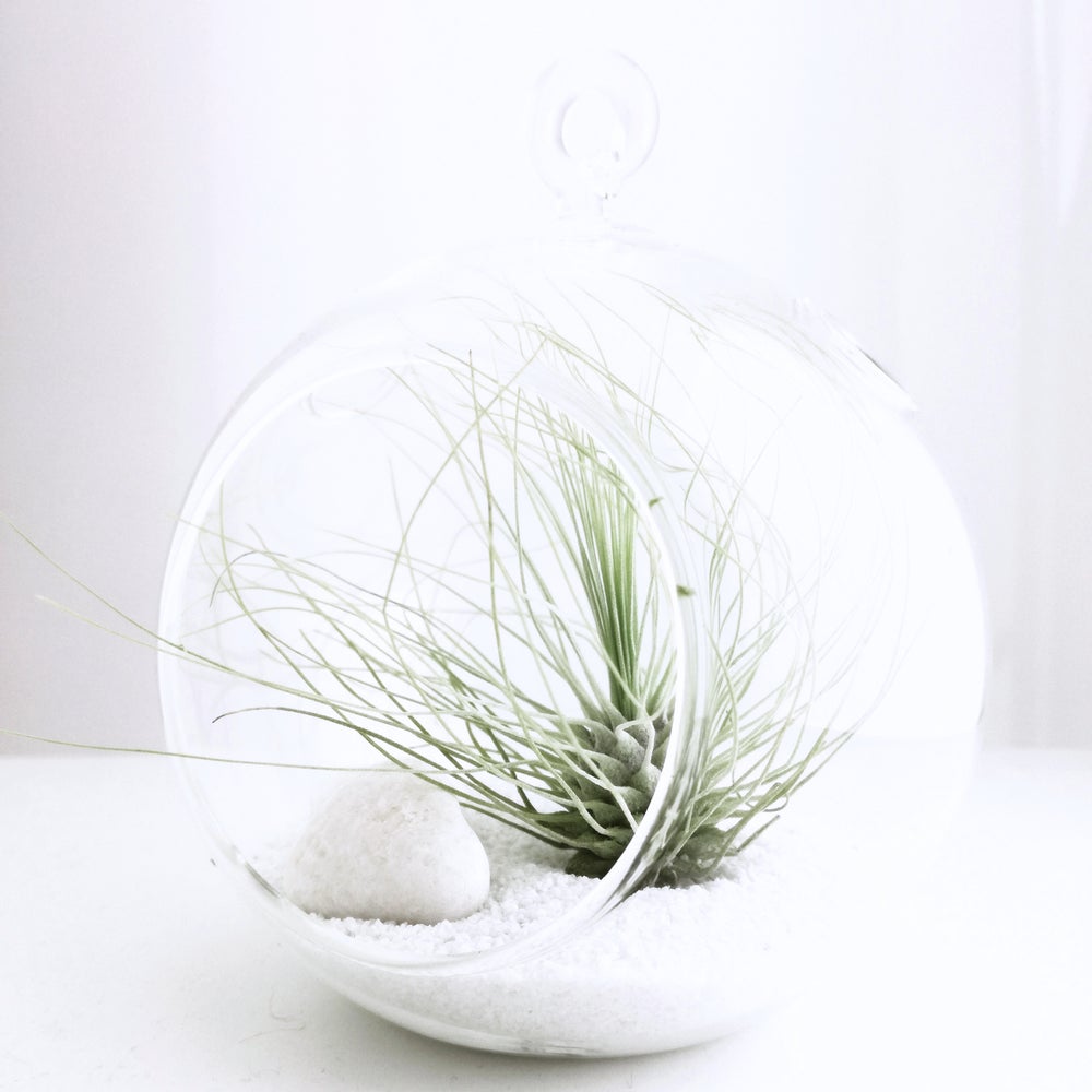 terrario colgante planta de aire tillandsia argentea maceta cristal para colgar