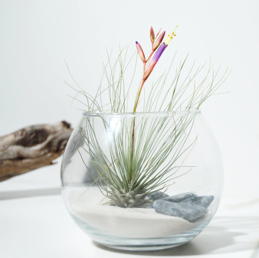 mini terrario maceta de cristal base de arena con planta que vive sin tierra, tillandsia argentea en flor, regalo original y decoracion sostenible para el hogar