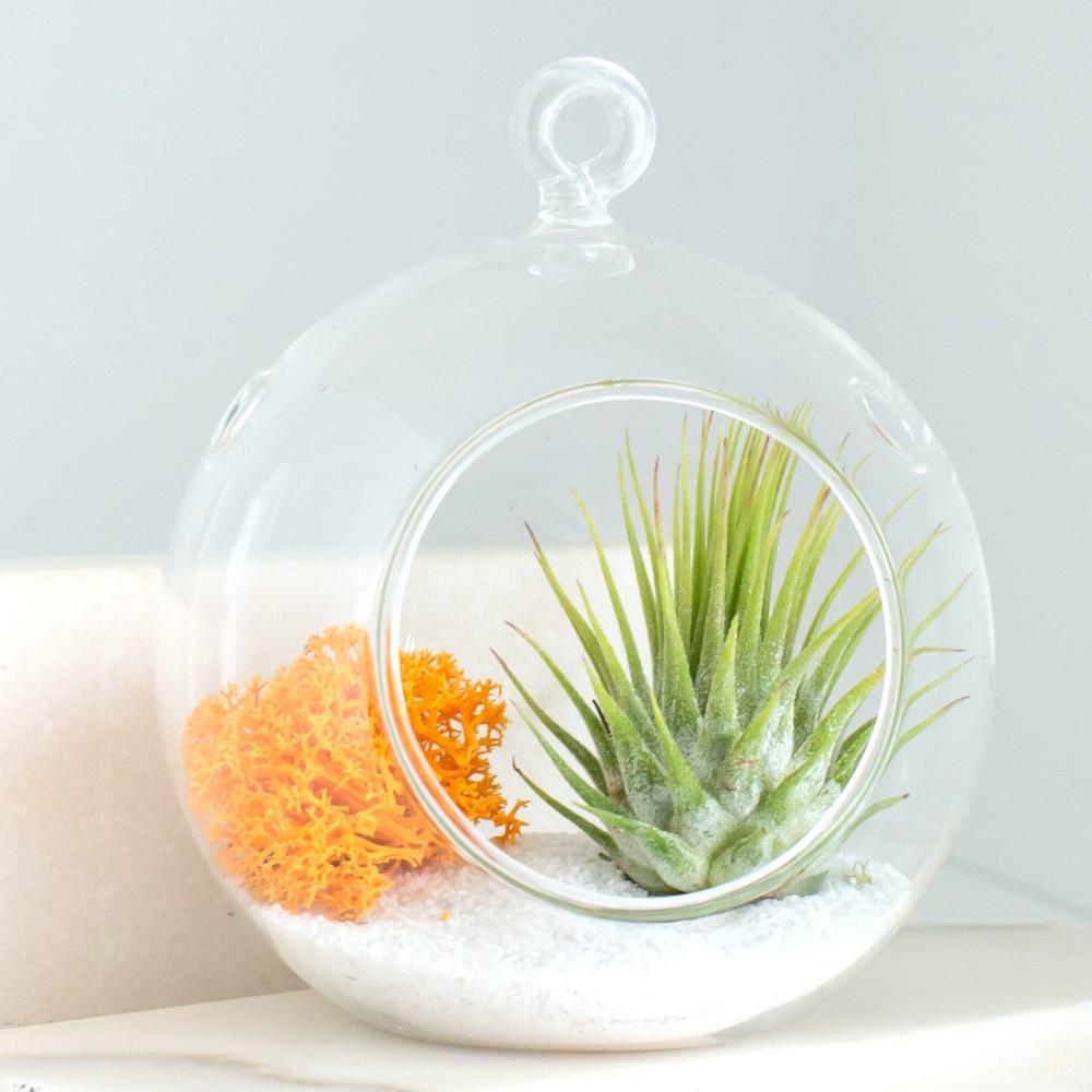 terrario colgante tillandsia ionantha musgo amarillo liquen mostaza sobre arena blanca, decoración minimalista regalo sorprendente