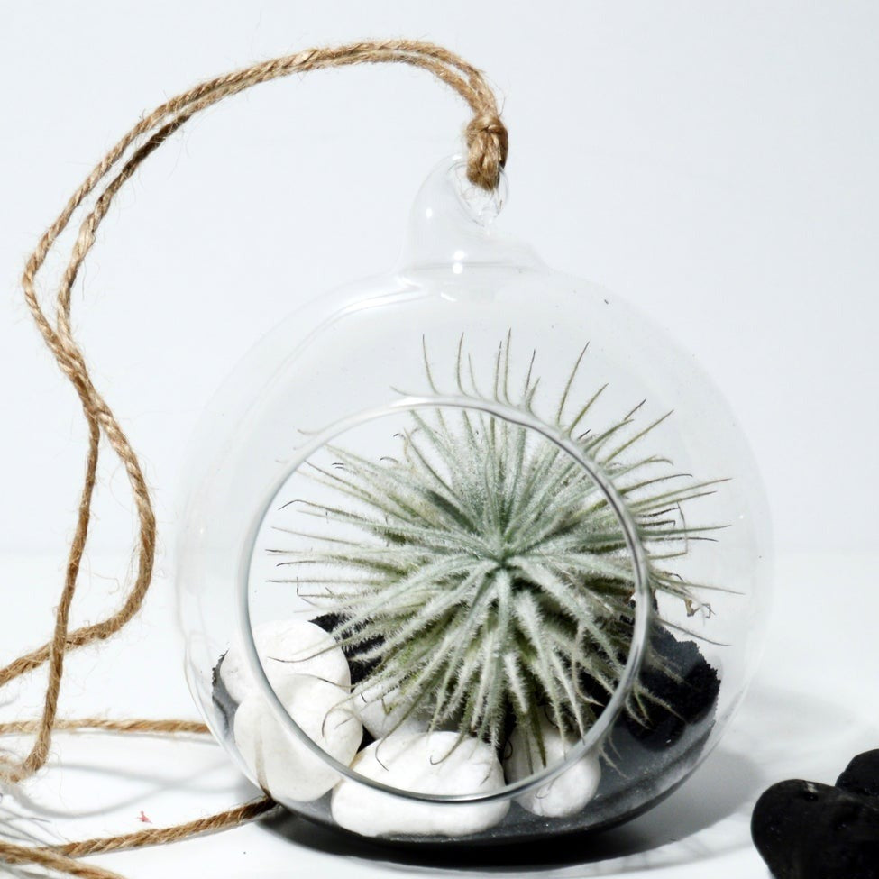 terrario colgante tillandsia tectorum snow sobre arena negra decoracion del hogar y regalo orignal