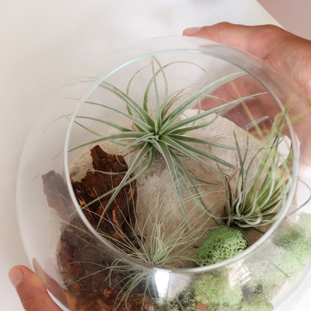 terrario gigante xxl plantas de aire, regalo perfecto natural, composición de tillandsias con planta multiflora, argentea, juncea y ionantha, base de arena, maceta de cristal sin tierra