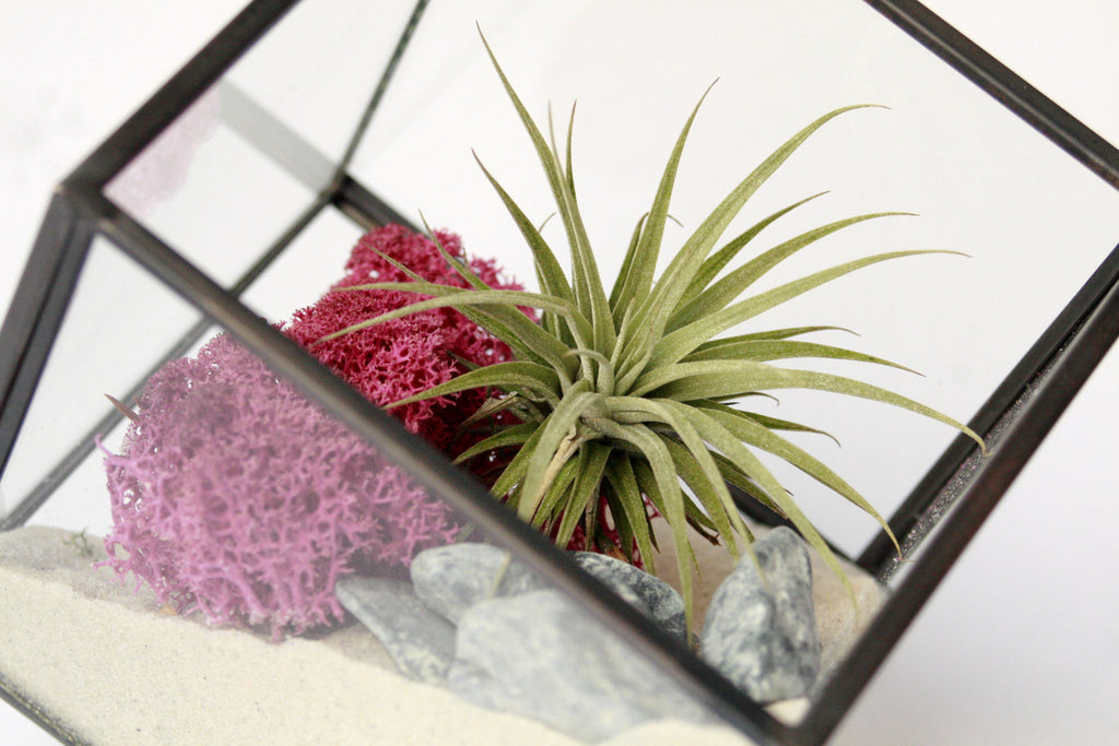 terrario geometrico de cristal y metal con forma de cubo, composición con arena, liquen de islandia y planta ionantha, planta que vive sin tierra ideal para regalo o como detalle de empresa y decoración del hogar o trabajo