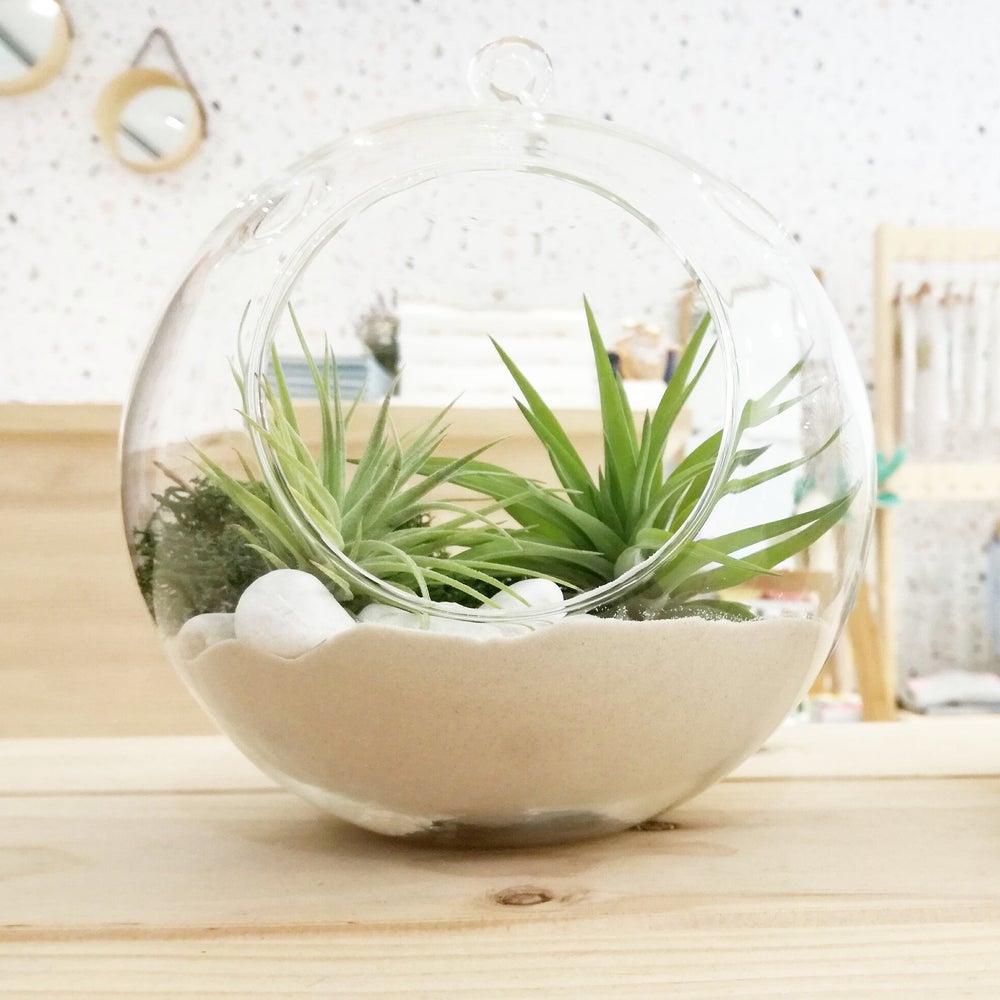 composición planta colgante para regalo, tillandsia multiflora con musgo preservado de islandia, base de arena, planta epifita, maceta colgante de cristal, ideal para regalo original y 