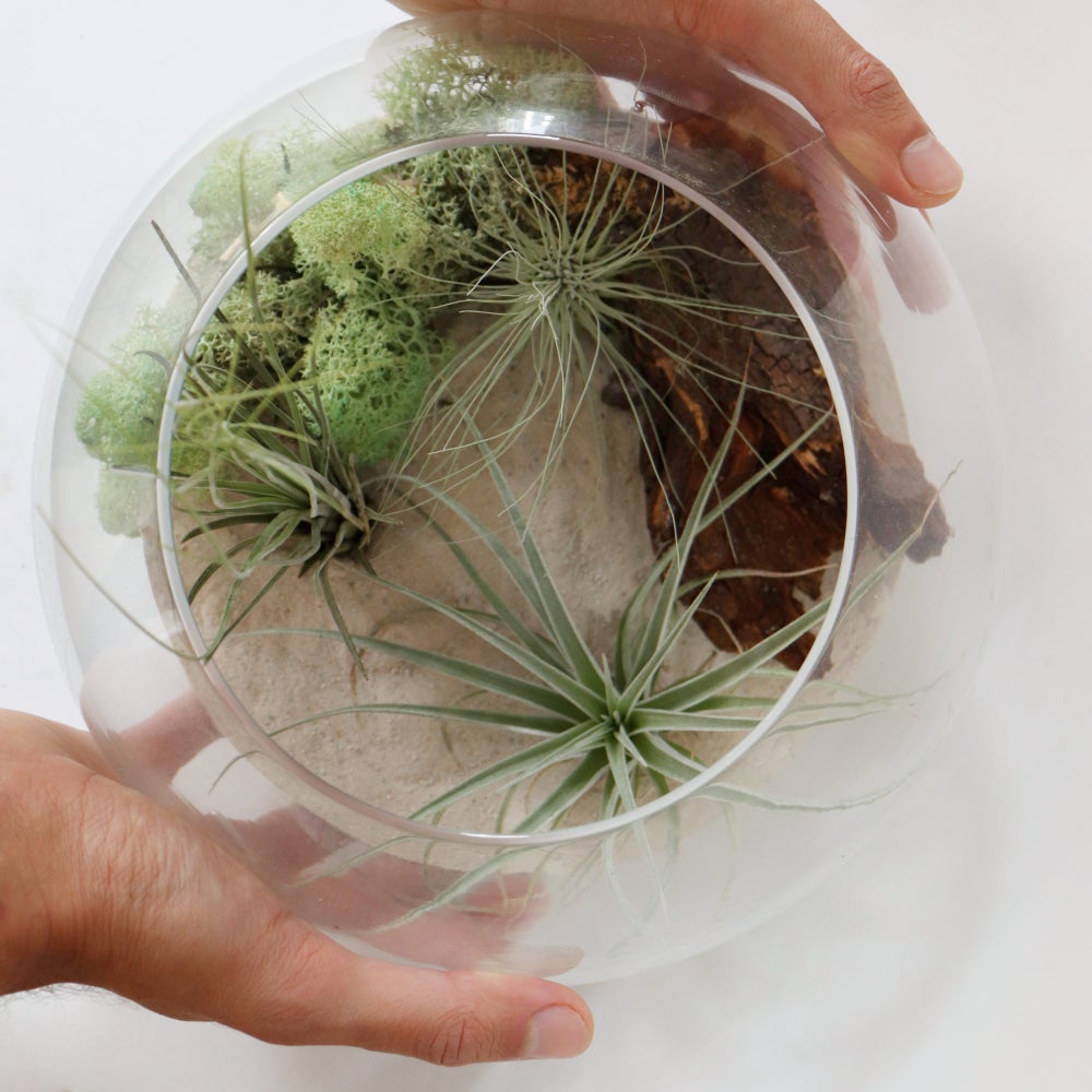 composición terrario con tillandsias, base de arena, musgo y corteza de arbol, ideal para regalar, diy terrarium