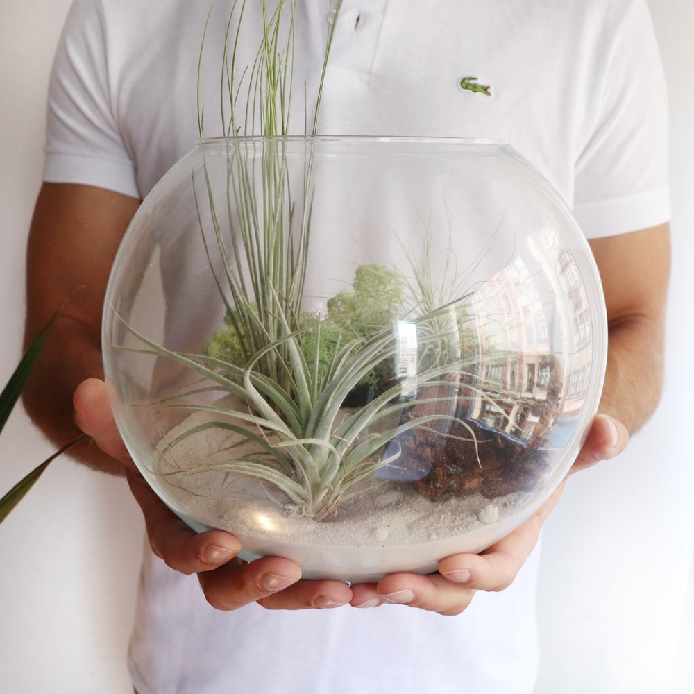 terrario gigante xl plantas de aire, regalo natural, composición de tillandsias con planta multiflora, argentea, juncea y ionantha, base de arena, maceta de cristal sin tierra
