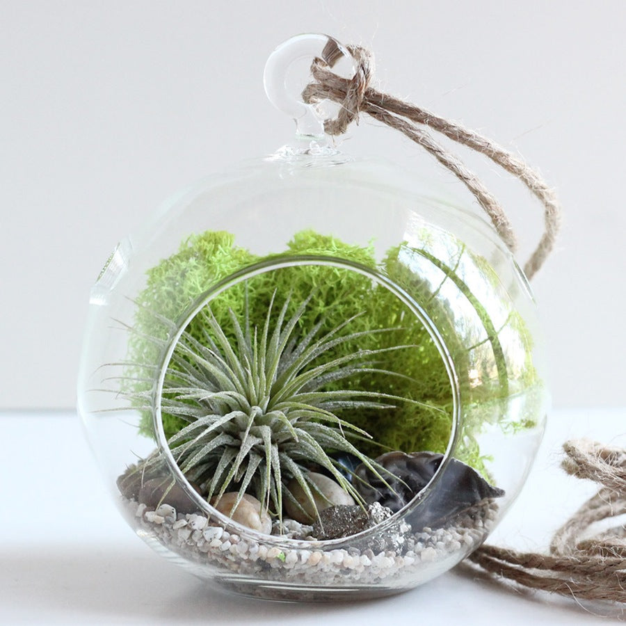 terrario composicion tillandsia liquen verde, planta ionantha con musgo preservado de islandia, planta colgante para regalo