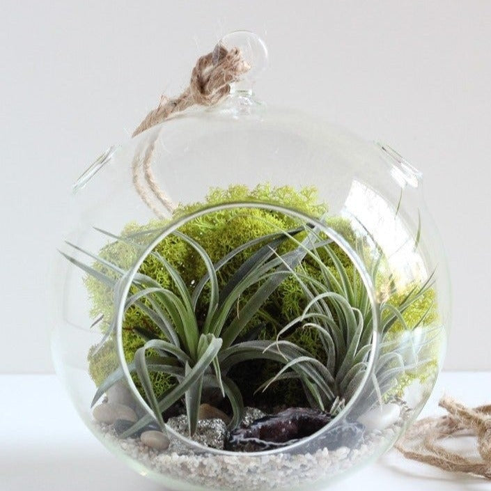 composición planta colgante para regalo, tillandsia ionantha y multiflora con musgo preservado de islandia, maceta colgante de cristal, ideal para regalo original y decoración sostenible del hogar