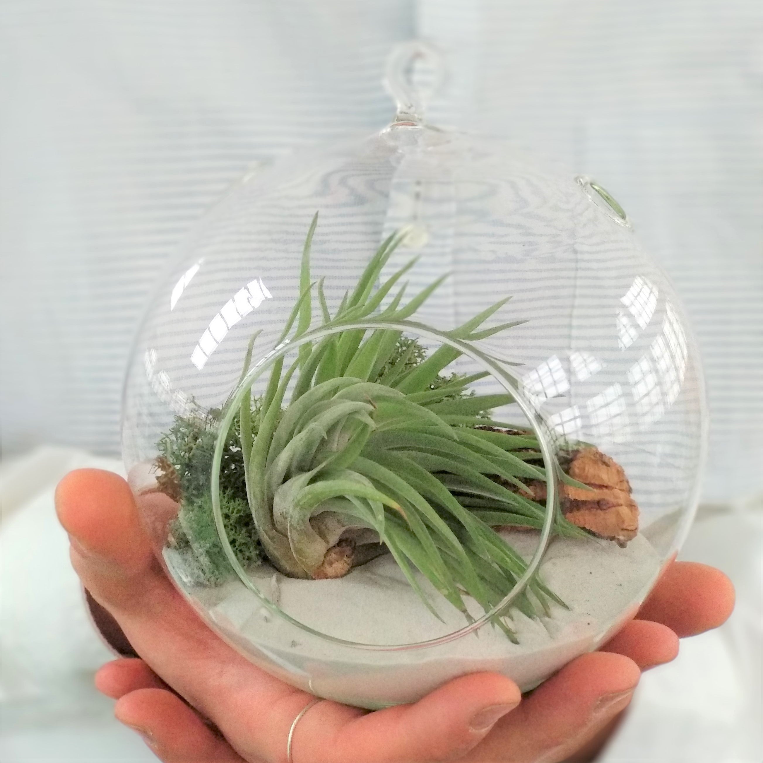 Terrario de cristal con planta de aire tillandsia multiflora y arena blanca decorativa con musgo verde, ideal para decoración de interiores y oficina