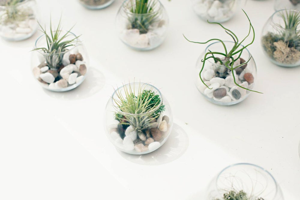 terrarios minimalistas faciles de cuidar tillandsia plantas del aire, clavel del aire ionantha bulbosa