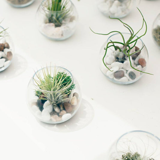 FAMILY TERRARIUM (pack 10)