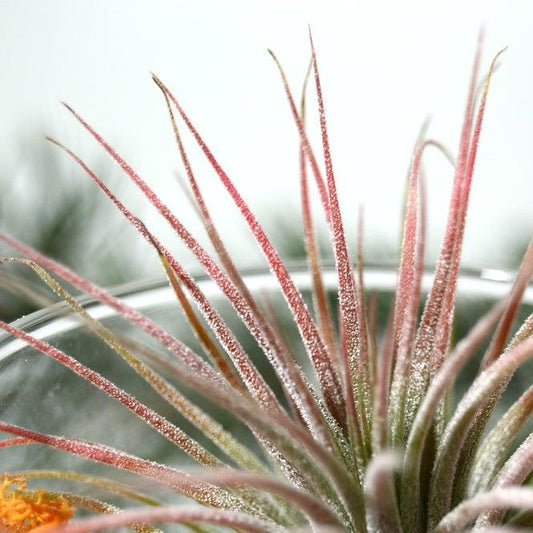 detalle hoja rosa tillandsia ionantha con tricomas