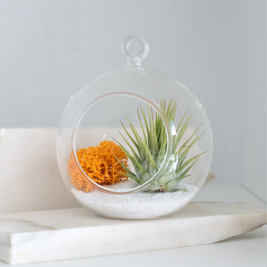 tillandsia ionantha terrarium decoración colgante detalle natural y eco